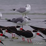 ShoreBirds-1.jpg