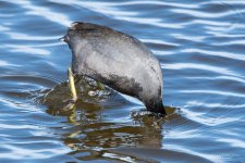 CootDive-401.jpg