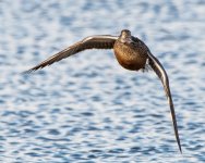 ShovelerFlight-401.jpg