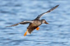 ShovelerFlight-400.jpg