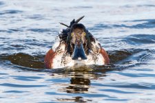 Shoveler-450.jpg