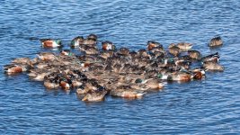 Shoveler-455.jpg