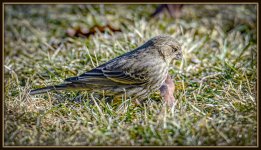 DSC_4485-Edit-Edit.jpg