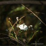butterfly N 500_7696.jpg