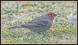 DSC_4593-Edit.jpg