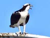 _ROY2601_00001.jpg