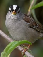 Sparow.jpg