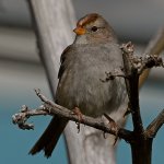 Sparow7.jpg