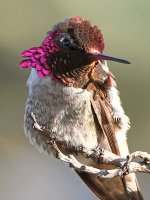 Hummer12.jpg