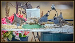 DSC_4667-Edit.jpg