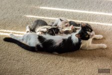 Kittens-006.jpg