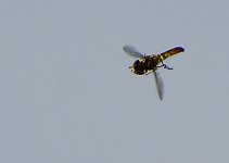 _ROY2854_00001.jpg