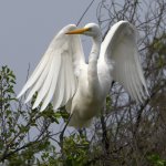 Egret.jpg