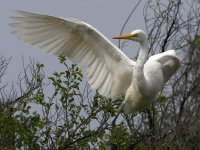 Egret2.jpg