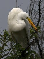 Egret4.jpg