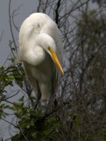 Egret5.jpg