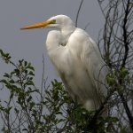 Egret3.jpg