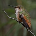 Hummer.jpg