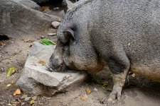 pig-1.jpg