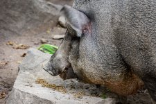 pig-3.jpg