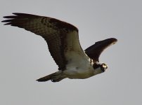 _ROY3054_00001.jpg