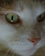 DSC_6871.jpg