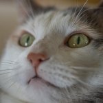DSC_6877.jpg