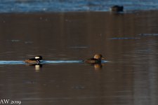 A72_5999.jpg