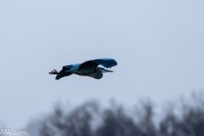 A72_6192.jpg