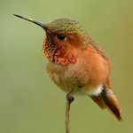 Hummer9.jpg