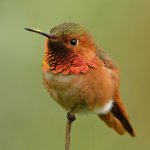 Hummer6.jpg