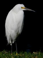 Egret2.jpg