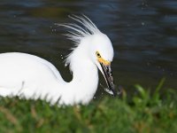 Egret3.jpg