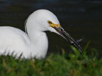 Egret4.jpg