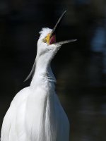 Egret.jpg