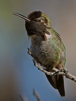 Hummer.jpg
