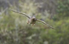 dsc_9247_26441051815_o.jpg
