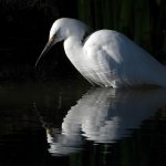 Egret4.jpg
