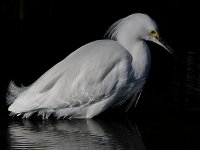 Egret5.jpg