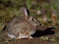 Rabbit.jpg