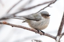 Bushtit-401.jpg