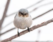 Bushtit-405.jpg
