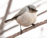 Bushtit-406.jpg