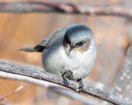 Bushtit-410.jpg