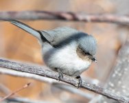 Bushtit-411.jpg