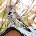 Flicker-400.jpg