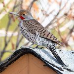 Flicker-401.jpg