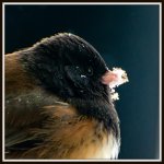DSC_2721.jpg
