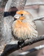 HouseFinch-413.jpg