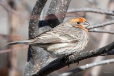 HouseFinch-414.jpg